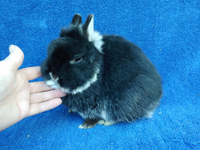 EXTRAORDINARY NETHERLAND DWARF, LIONHEAD, HOLLAND LOP BUNNIES in Small Animals for Rehoming in Saint John - Image 4