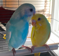 Baby budgies available!