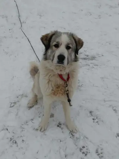 This is Vivian, a beautiful healthy Great Pyrenees Maremma mix (livestock guardian breed), just over...