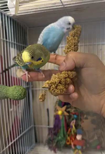 Budgie Pair - Urkel and Rio - Bonded Budgie Duo, View more