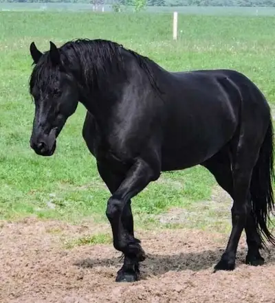 In-Utero 2027 Friesian x available , View more