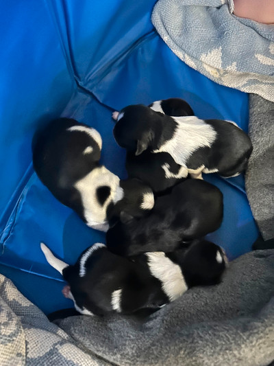 Purebred Shih Tzu Puppies Looking For Their Forever Homes