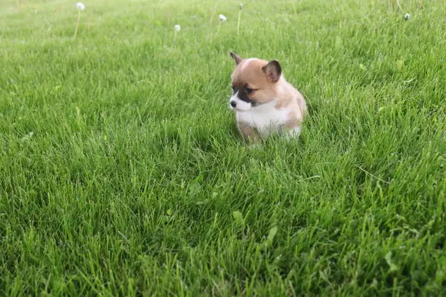 Two CKC Registered Female Pembroke Welsh Corgi Pups Available in Dogs & Puppies for Rehoming in Sarnia - Image 10