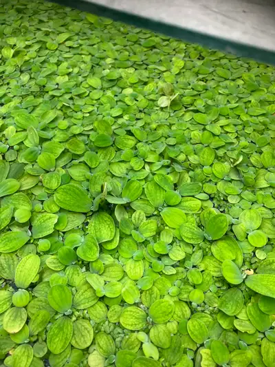 Pistia top aquarium plants, View more