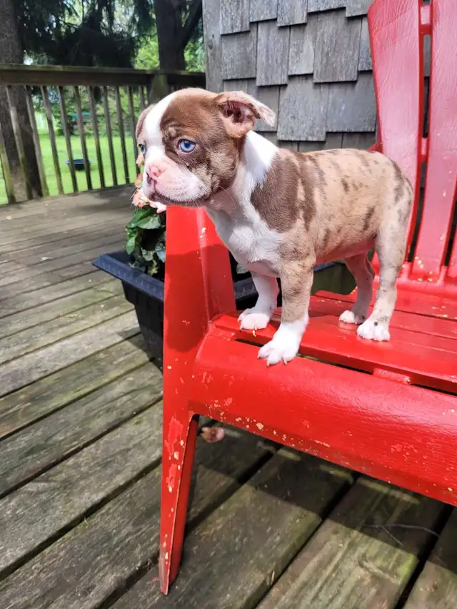 Boston terrier puppies  in Dogs & Puppies for Rehoming in Stratford - Image 11