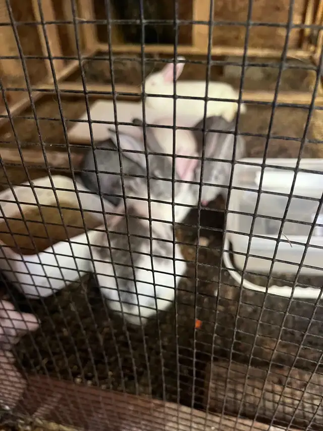 rabbit breeding set up in Other in Barrie - Image 7