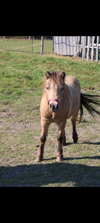Miniature horse female buckskin