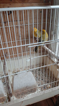 Brazilian  canaries  for sale 
