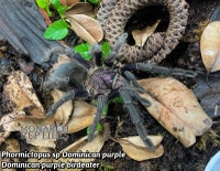 MYGALES / TARANTULA LIST West Island Greater Montréal Preview