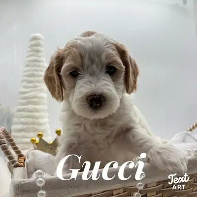 Adorable Mini Goldendoodle puppies will be ready for their forever homes Christmas week — just in ti...