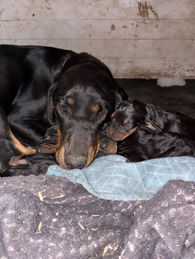 Black and Tan hounds Pure bred in Dogs & Puppies for Rehoming in Oakville / Halton Region - Image 4