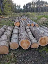 White pine logs