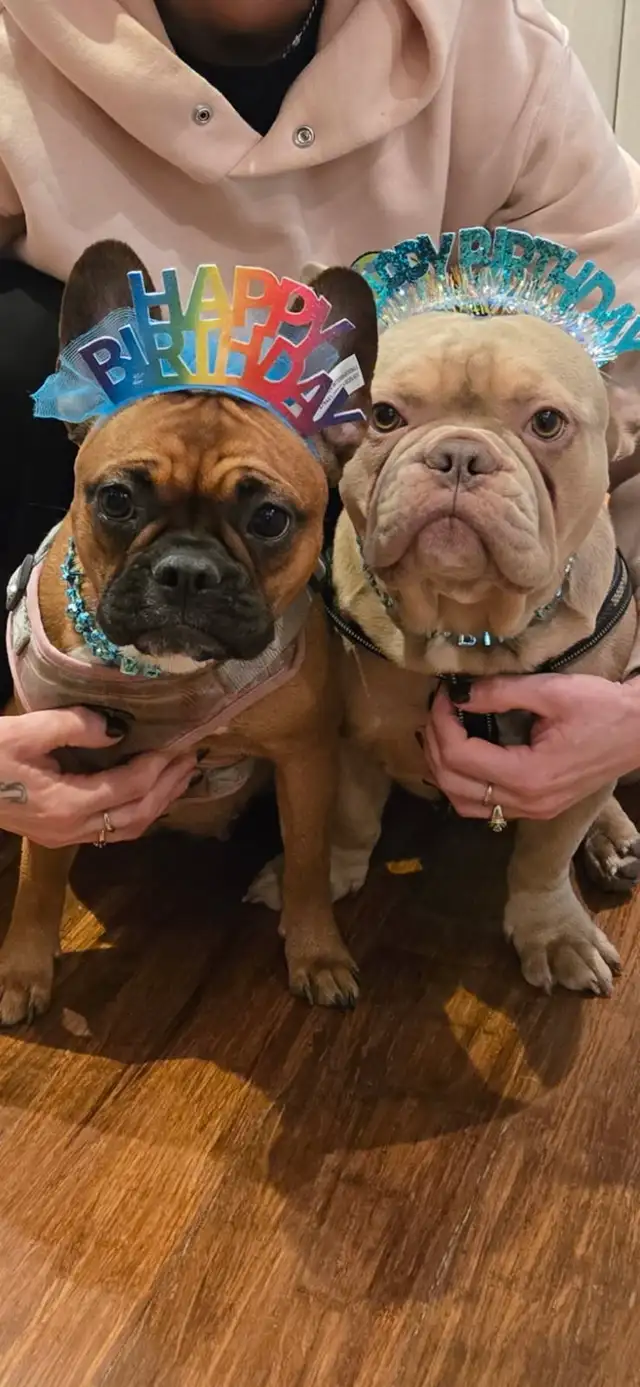 French bulldog in Dogs & Puppies for Rehoming in Victoria - Image 8