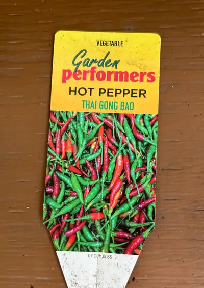Extra large hot pepper plant loaded with peppers., View more