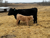 Cow calf pairs
