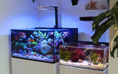 Discover the ultimate in aquarium convenience with our brand new All In One Reef Systems, available...
