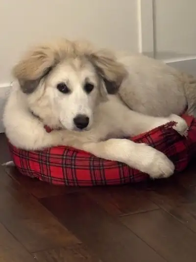 Great Pyrenees X , View more