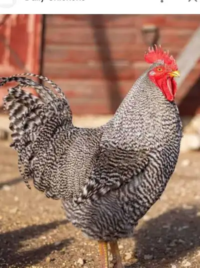 Barred Rock Rooster, View more