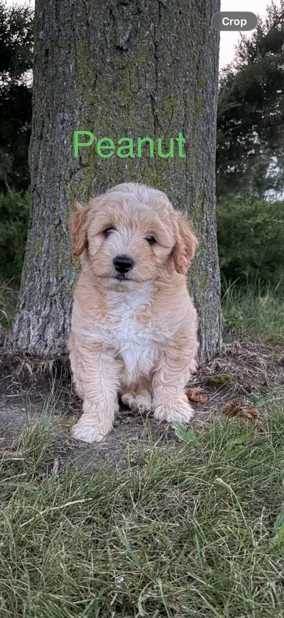 Mini Goldendoodle (ready to go), View more