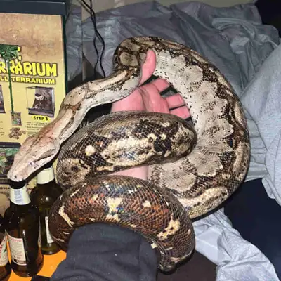 snake boa, View more