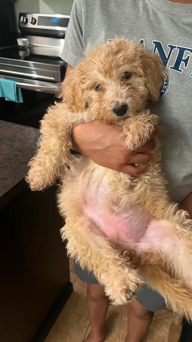 Goldendoodle puppies for sale F2 in Dogs & Puppies for Rehoming in Gatineau - Image 5