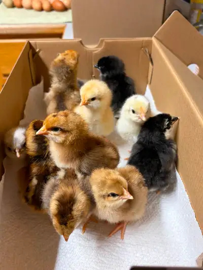 Chicks., View more