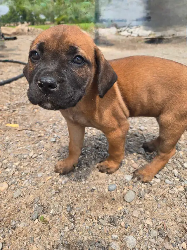 Cane Corso Puppies - 7 Weeks Old in Dogs & Puppies for Rehoming in Barrie - Image 3