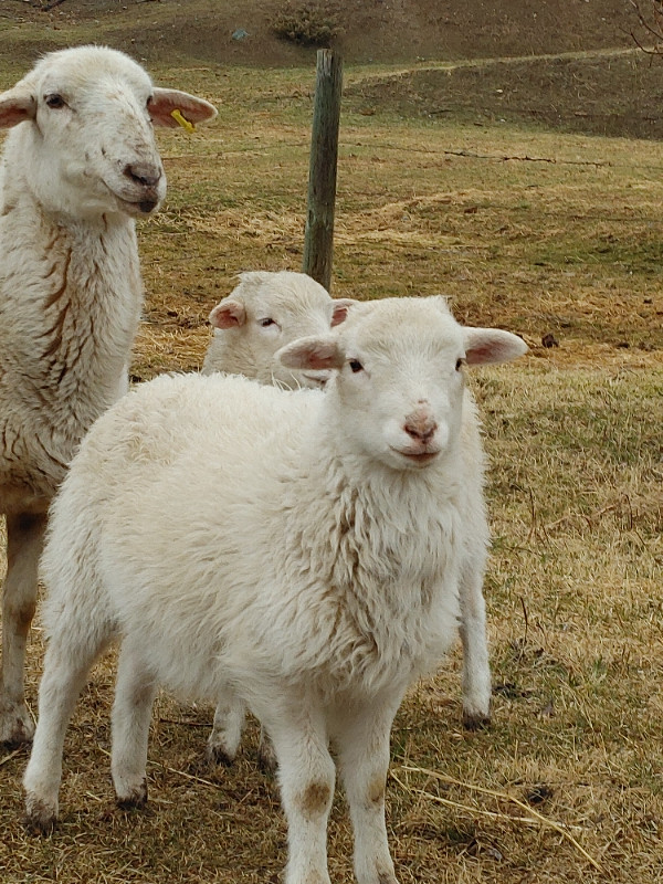 Katahdin Lambs in Livestock in Prince George - Image 2
