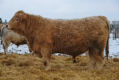 Purebred Charolais Bulls, View more