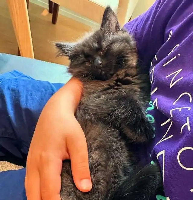 hypoallergenic Siberian kittens
