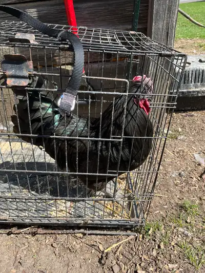 Giving away 2 roosters, have too many