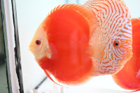 Beautiful discus fish at Fins8 - Shipping Canada wide