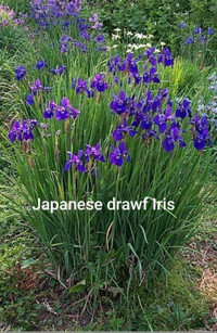 perennial plants in pots / peony / iris