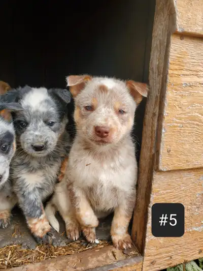 We have 1 chocolate male heeler puppy left, ready to go next week. He is super friendly and loves pl...