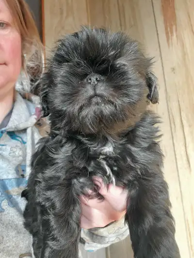 Imperial Shih Tzu, View more