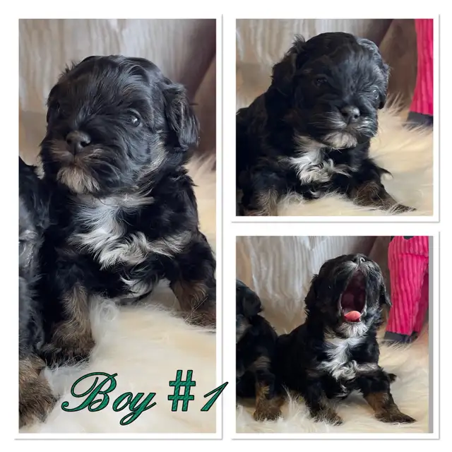 ❤️Gorgeous Toy Maltipoo Puppies One left ❤️ in Dogs & Puppies for Rehoming in Chilliwack - Image 3