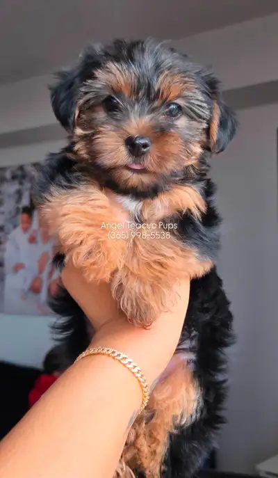 TEACUP TOY YORKIE PUPPIES - PURE, TINY, ADORABLE, RARE COLOURS, View more