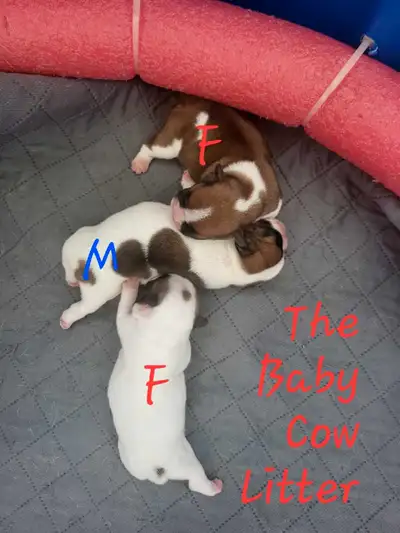 BEAUTIFUL, Pied  French bulldog puppies, View more