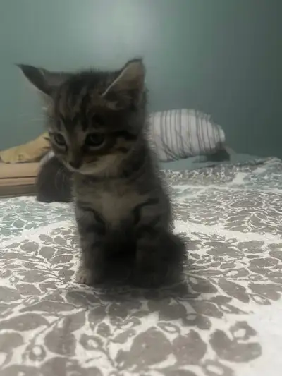 8 week kittens , View more