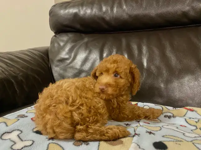 Sweetheart Miniature Poodle Puppy in Dogs & Puppies for Rehoming in Richmond - Image 4