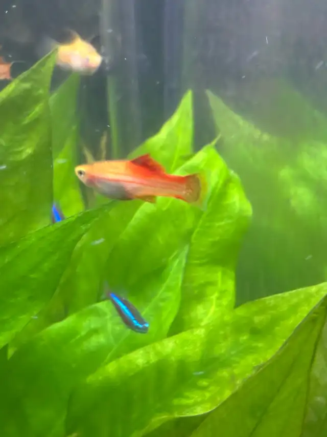 Hi fin pinnapple swordtails in Fish for Rehoming in Hamilton - Image 4