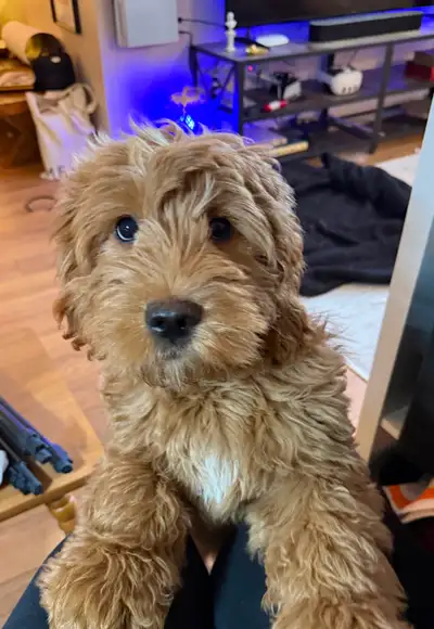 Mini goldendoodle puppy male, View more