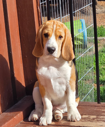 CKC Registered Purebred Beagle Puppy, View more