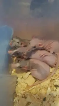 Rat nue - 40$/2 - Naked rat