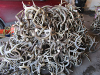 Paying Cash for Antler Sheds