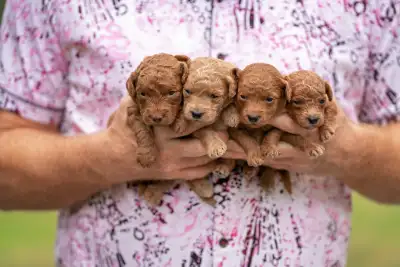 Beautiful Mini Goldendoodle (Expected to be 20 lbs full grown), View more
