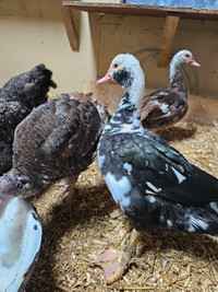 muscovy duck pair 