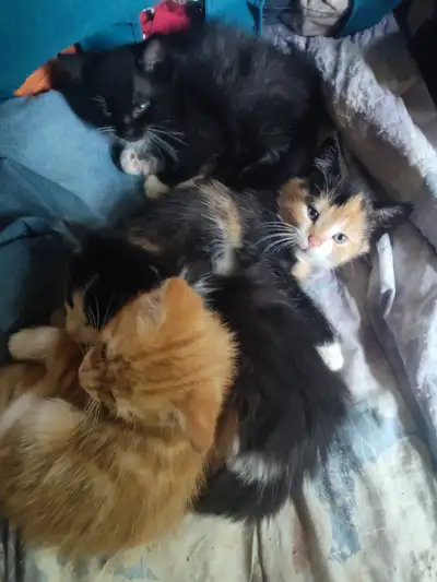 Quatre chatons (3 mâles et une femelle à vendre (50$). Ils sont prêts à partir. Ils n'ont pas été vu...
