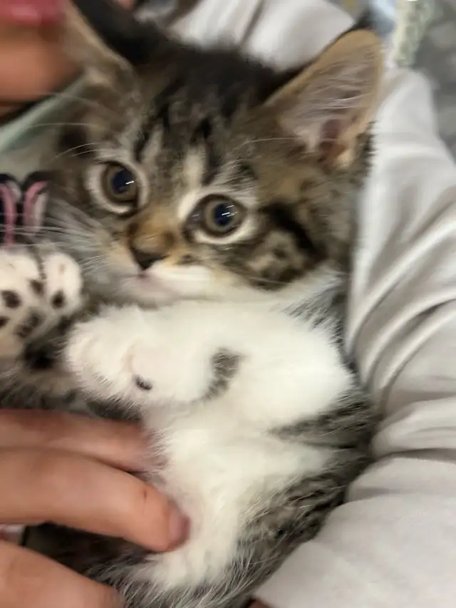 Chaton pour adoption in Cats & Kittens for Rehoming in City of Montréal - Image 6