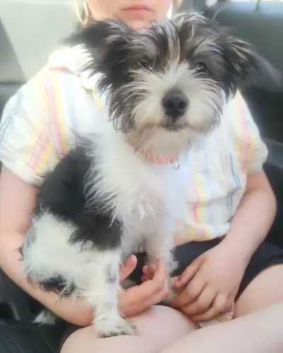 This is our last little puppy. We call her Widow Here's some information on her: Mom-Piper is a Mini...